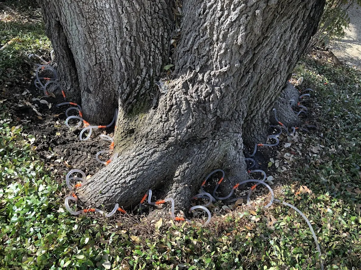 Detailed Tree Cabling and Bracing job site in Suamico