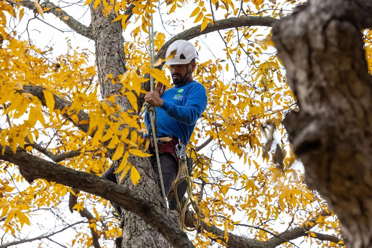 Skilled Tree Planing crew working in Suamico